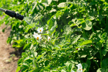 Spraying potato bugs larvae feeding on leaves of potato plants. Harmful colorado beetles, insects eating potato plants, spraying them with pesticides