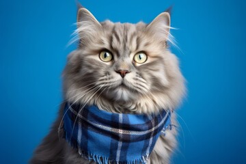 Wall Mural - british longhair cat wearing a plaid bandana against a periwinkle blue background