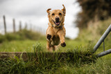 Fototapeta Big Ben - golden labrador jumping face-on