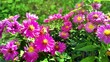 fleissige Biene sammelt Nektar an violetten Blüten, Insekt, Bienen, Bestäubung, fliegen, Honig, Makro, Zeitlupe, Nahaufnahme