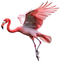 Flying Pink Flamingo Bird Isolated On A White Background As Transparent PNG