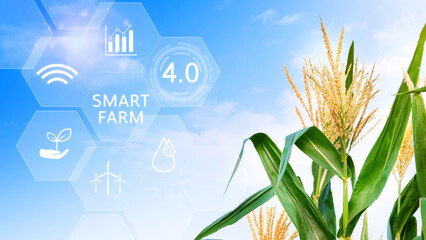 Wall Mural - Corn field with infographics Smart farming and precision agriculture 4.0 with visual icon, digital technology agriculture and smart farming concept.