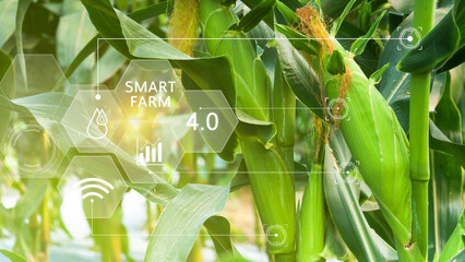 Wall Mural - Fresh sweet corn in field green leaves of organic corn smart farm and precision agriculture 4.0 with visual icon, digital technology agriculture and smart farming concept.