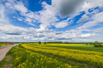 Wall Mural - Beautiful view of rapeseed fields against background of blue sky with white clouds. Sweden.