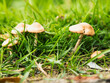 młode grzyby w trawie
