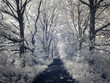 droga w lesie w podczerwieni biało czarne 