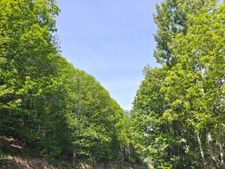 Wall Mural - Trees in the forest