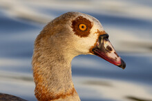 Egyptian Goose Head Image Only Migratory Bird