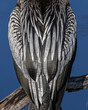 Anhinga feather texture up close