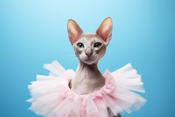 Wall Mural - oriental shorthair cat wearing a ballerina tutu against a sky-blue background