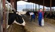 © JackF - Row of cows standing in stalls on a livestock farm eating hay