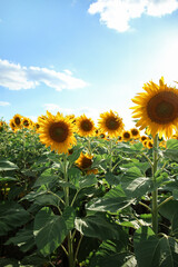 Wall Mural - Beautiful blooming sunflowers on blue sky background