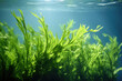 Detailed view of plant immersed in water. This image can be used to depict beauty of aquatic flora and tranquility of underwater environments