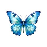 Fototapeta Motyle - Light blue butterfly isolated on white background in watercolor style.