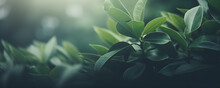 Natural Background Border With Fresh Juicy Leaves With Soft Focus Outdoors In Nature, Wide Format, Copy Space, Atmospheric Image In Soothing Muted Dark Green Tones, Copyspace