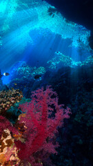 Wall Mural - Underwater photo of colorful soft corals inside a cave with rays of sunlight