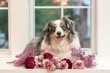 adorable mini aussie dog sitting with sunset through the window - beautiful blue merle miniature australian shepherd with pink and purple flowers in glass vase