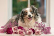 adorable mini aussie dog sitting with sunset through the window - beautiful blue merle miniature australian shepherd with pink and purple flowers in glass vase