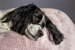 beautiful english springer spaniel lying on bed - adorable black and white dog with sad face and long ears