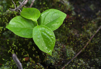 plant in the garden. leaf in the garden. leaves of a plant. green leaves.