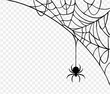 Halloween party background with spiderwebs and spider isolated png or transparent texture, blank space for text, element template for poster, brochures, online advertising, vector illustration 