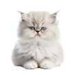 persian cat on isolated transparent background