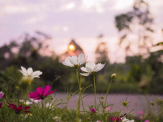 Wall Mural - White cosmos flower in the garden with sunset time
