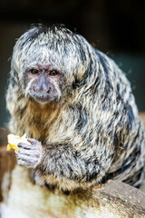 Wall Mural - Portrait of Gray's Bald-faced Saki Amazonian monkey