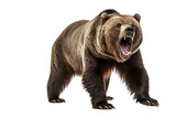 Fototapeta  - a ferocious grizzly bear with full body on a white background studio shot isolated PNG