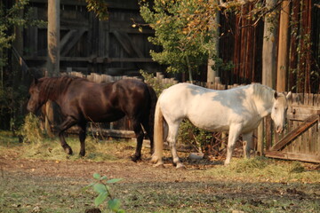 Wall Mural - horses in the field