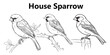 A set of line art House Sparrow Bird coloring book page designed for adults