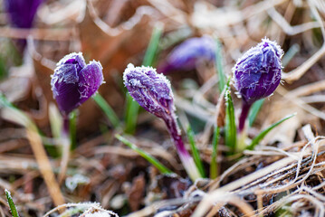 frozen crocus in the garden