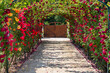 Esterhazy rose garden in summer
