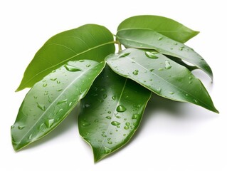 Bay leaf plant on white background decorated with shiny raindrops