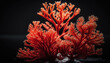 Beautiful red coral on black background. Illuminated with the contour light. 