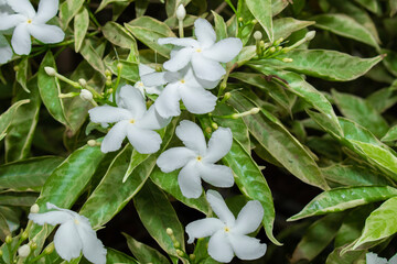 Poster - Common jasmine, commonly called pinwheel flower or crepe jasmine, little white flowers on the garden