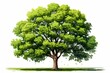 Green tree on clear background. Summer deciduous tree. Perfect for compositions. Generative AI