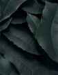 Textures of abstract black leaves for tropical leaf background. Flat lay, dark nature concept, tropical leaf.