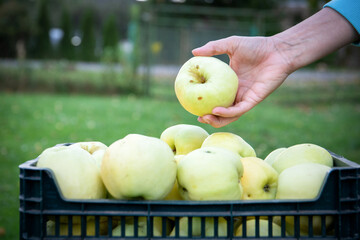 Wall Mural - A woman's hand takes a green apple from a box