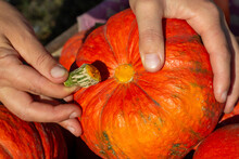 Torn Off The Tail Of The Peduncle In The Pumpkin Spoiling The Harvest Pumpkin Without A Stalk