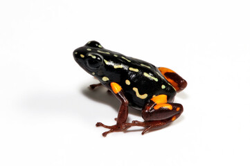 Sticker - Brazil-nut poison frog // Brasilianischer Pfeilgiftfrosch  (Adelphobates castaneoticus) - Pará, Brazil