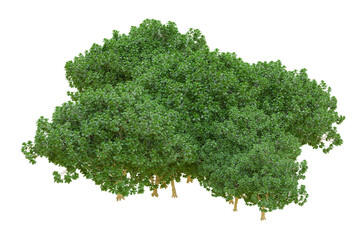 african forest isolated on transparent background. 3d rendering - illustration