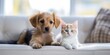 A small red puppy and a white-red kitten on a light sofa in an apartment, close-up. Pets.