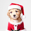 portrait of funny pet, puppy dog wearing santa cloths, Christmas greeeting, Christmas wishes