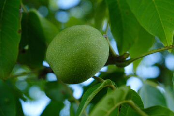 Poster - green walnut tree