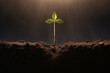 Green seedling in the shape of a cross in a fertile soil with rays of light illustrating concept of new life and growth
