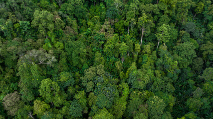 Wall Mural - Aerial top view forest green tree, Rainforest ecosystem and healthy environment background, Texture of green tree forest, forest view from above.
