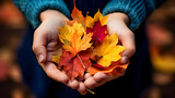 Fototapeta  - autumn leaves in hands, lose - up of child's hands holding a bouquet of colorful fall maple leaves