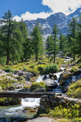 Poster - A small stream in a beautiful, alpine forest in Binntal.