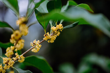 Wall Mural - Osmanthus flowers blooming on branches in autumn